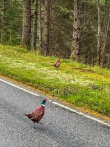 Pusklevad Faasanid - Šotimaa loodusmatk