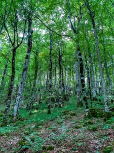 Montenegro reis ja loodusmatk - Biogradska gora rahvuspark
