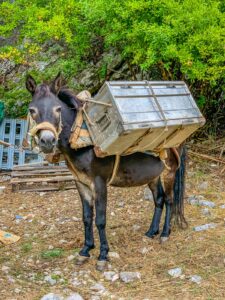 Montenegro reis ja loodusmatk - Kotor
