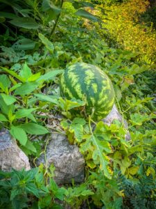 Montenegro reis ja loodusmatk - Kotor