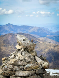 Västrik (niidukiur) naudib mägismaa vaadet. Põhja-Šoti mägismaa reis, aprill 2025