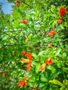 Montenegro reis ja loodusmatk - Kotori laht