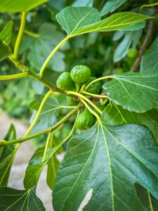 Montenegro reis ja loodusmatk - Kotori laht