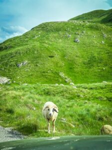 Montenegro reis ja loodusmatk - Durmitori rahvuspark