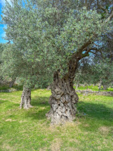 Montenegro reis ja loodusmatk - Ulcinj
