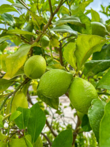 Montenegro reis ja loodusmatk - Portonovi