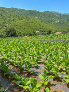 Montenegro reis ja loodusmatk - Zkadar järv