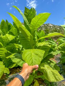 Montenegro reis ja loodusmatk - Zkadar järv