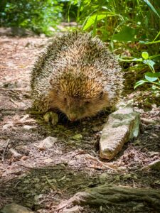 Montenegro reis ja loodusmatk - Zla Kolata - Dobra Kolata