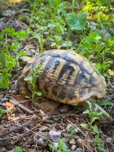 Montenegro reis ja loodusmatk - Zla Kolata - Dobra Kolata