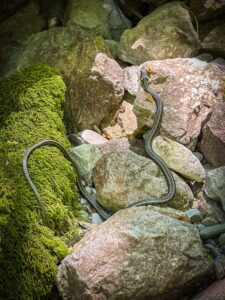 Montenegro reis ja loodusmatk - Zla Kolata - Dobra Kolata