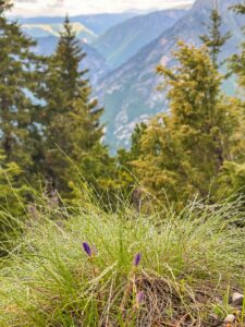 Montenegro reis ja loodusmatk - Durmitori rahvuspark - Tara kanjon