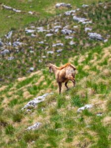 Montenegro reis ja loodusmatk - Durmitori rahvuspark