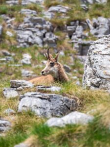 Montenegro reis ja loodusmatk - Durmitori rahvuspark