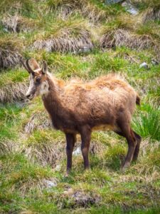 Montenegro reis ja loodusmatk - Durmitori rahvuspark