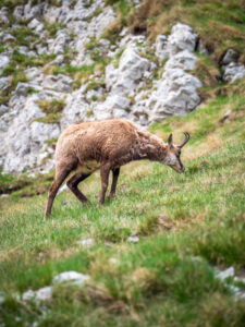 Montenegro reis ja loodusmatk - Durmitori rahvuspark