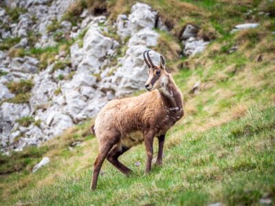 Montenegro reis ja loodusmatk - Durmitori rahvuspark