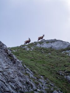 Montenegro reis ja loodusmatk - Durmitori rahvuspark