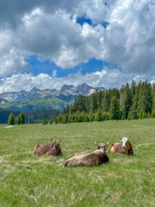 Montenegro reis ja loodusmatk - Durmitori rahvuspark - Žabljak
