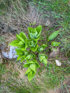Montenegro reis ja loodusmatk - Durmitori rahvuspark