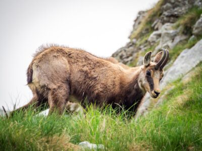 Montenegro reis ja loodusmatk - Durmitori rahvuspark