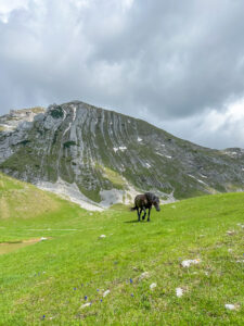 Montenegro reis ja loodusmatk - Durmitori rahvuspark - Prutaš