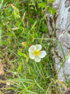 Montenegro reis ja loodusmatk - Durmitori rahvuspark