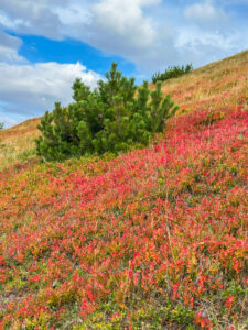 Mustika- ja pohlataimed on värvunud punaseks - Montenegro reis ja loodusmatk - sept'25