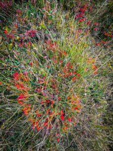 Mustikapõõsas - Montenegro reis ja loodusmatk - sept'25