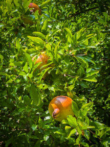 Granaatõunad on valmimas - Montenegro reis ja loodusmatk