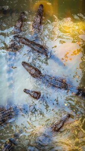 Unustamatu Kambodža reis ja rännak eesti keeles
