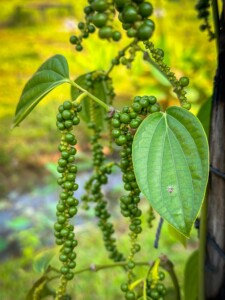 Unustamatu Kambodža reis ja rännak eesti keeles