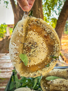 Unustamatu Kambodža reis ja rännak eesti keeles