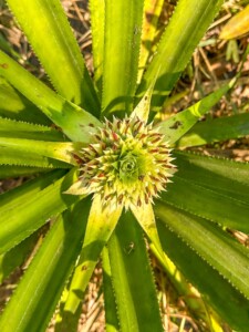 Unustamatu Kambodža reis ja rännak eesti keeles