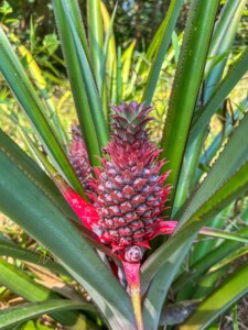 Unustamatu Kambodža reis ja rännak eesti keeles