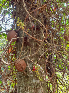 Unustamatu Kambodža reis ja rännak eesti keeles