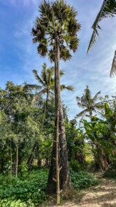 Unustamatu Kambodža reis ja rännak eesti keeles