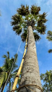 Unustamatu Kambodža reis ja rännak eesti keeles