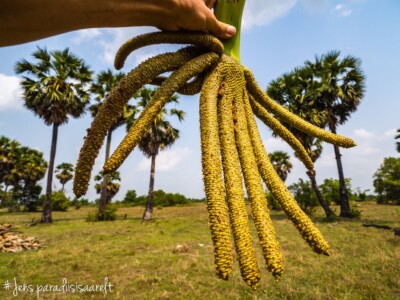 Unustamatu Kambodža reis ja rännak eesti keeles