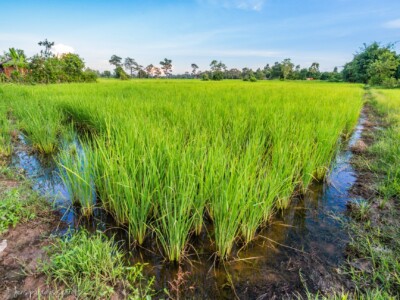 Unustamatu Kambodža reis ja rännak eesti keeles