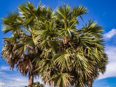 Unustamatu Kambodža reis ja rännak eesti keeles