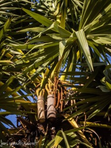 Unustamatu Kambodža reis ja rännak eesti keeles