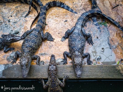 Unustamatu Kambodža reis ja rännak eesti keeles
