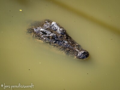 Unustamatu Kambodža reis ja rännak eesti keeles