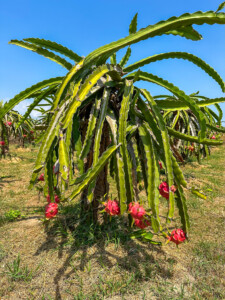 Vietnami reis ja rännak eesti keeles