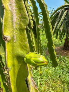 Vietnami reis ja rännak eesti keeles