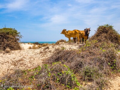 Vietnami reis ja rännak eesti keeles