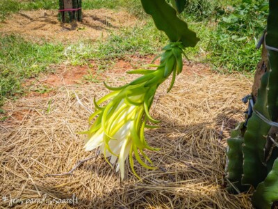 Vietnami reis ja rännak eesti keeles