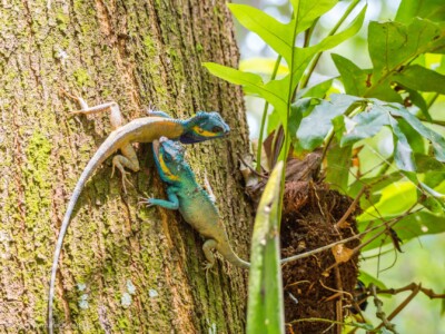 Vietnami reis ja rännak eesti keeles