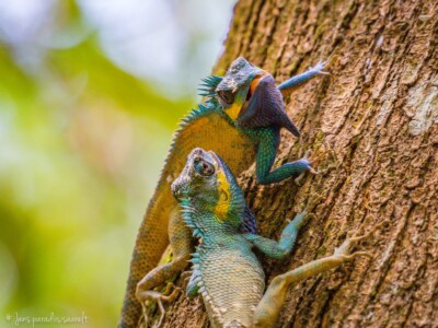 Vietnami reis ja rännak eesti keeles